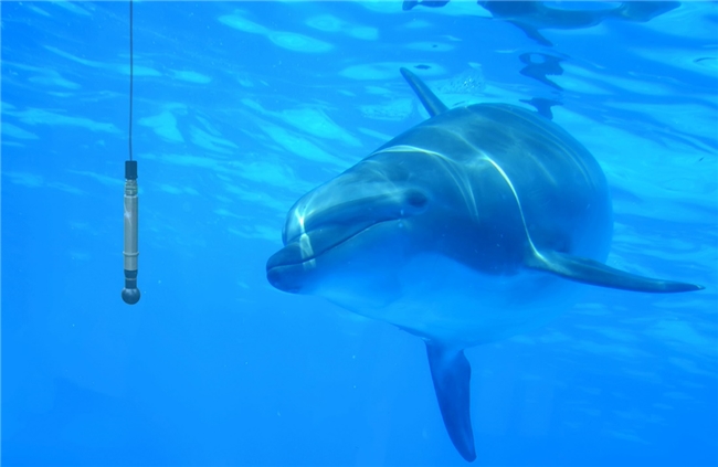 Spectrum數(shù)字化儀卡將海豚聲吶點擊轉為鼠標點擊