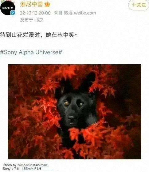 因涉嫌侮辱邱少云，日本科技巨頭被禁言！