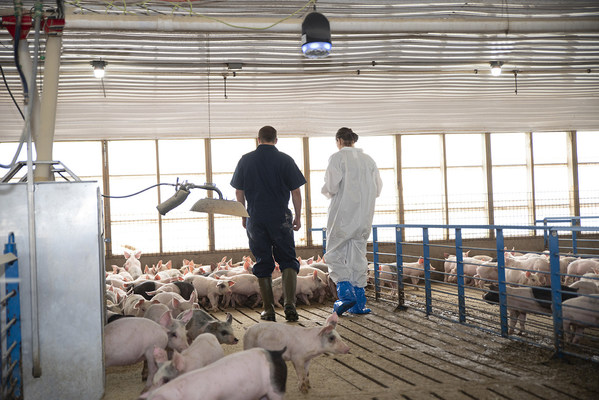 SoundTalks&reg;（咳嗽管家）助力豬場(chǎng)智能化健康管理