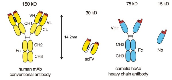 圖1. 需重輕鏈配對(duì)的完整抗體及其可變區(qū)抗體；僅重鏈無需輕重鏈配對(duì)的抗體及其納米抗體 （來源：Bannas et. al., Front. Immunol., 2017）