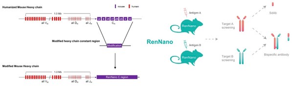 圖2. RenNano&reg;基因改造策略與使用方案