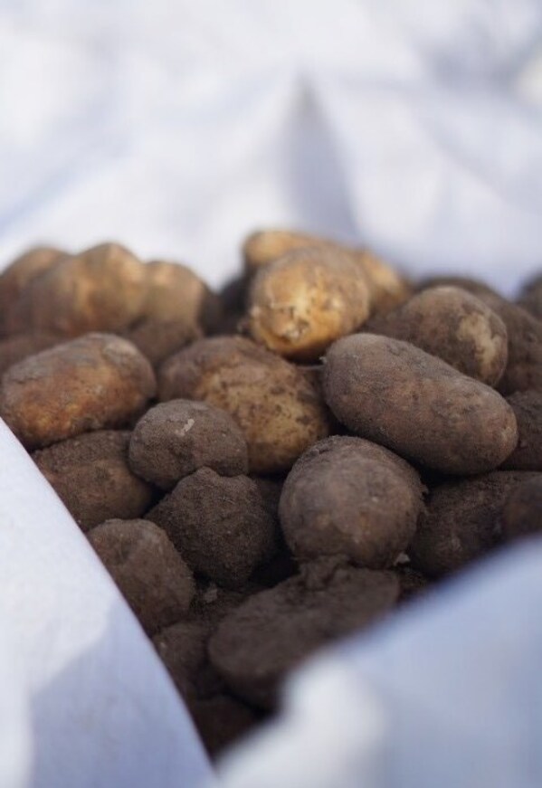 麥當(dāng)勞的薯?xiàng)l使用獨(dú)特土豆品種，其從育種到收獲至少需要三年時(shí)間