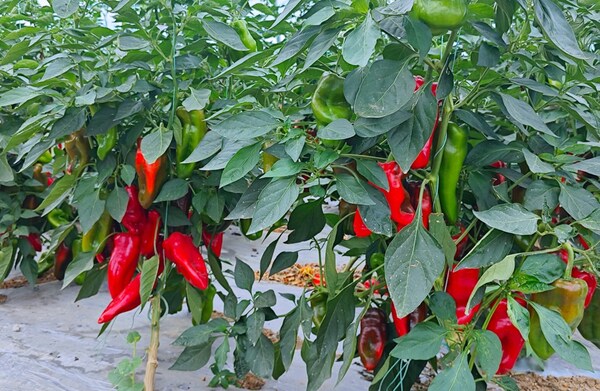 小紅椒大產(chǎn)業(yè) 浪潮云洲奏響縣域產(chǎn)業(yè)融合發(fā)展最強音