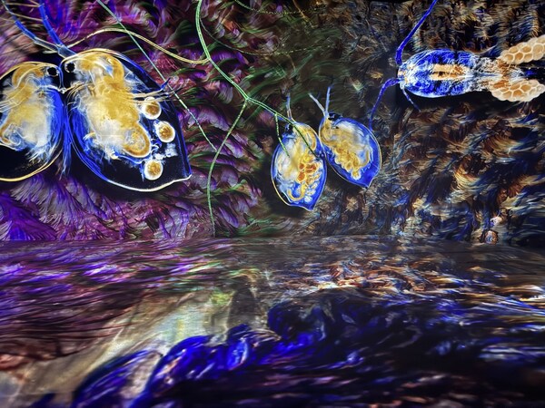 FP-ZUH6000投影下的畫面細節(jié)豐富